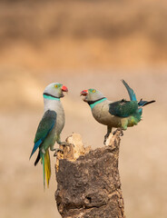 A pair of malabar parakeets fighting on a perch for a position to feed on rice paddy in the outskirts of Shivmoga, Karnataka