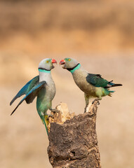 A pair of malabar parakeets fighting on a perch for a position to feed on rice paddy in the outskirts of Shivmoga, Karnataka