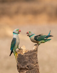 A pair of malabar parakeets fighting on a perch for a position to feed on rice paddy in the outskirts of Shivmoga, Karnataka