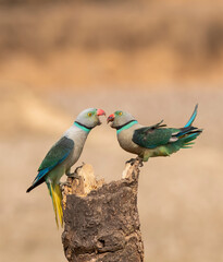 A pair of malabar parakeets fighting on a perch for a position to feed on rice paddy in the outskirts of Shivmoga, Karnataka