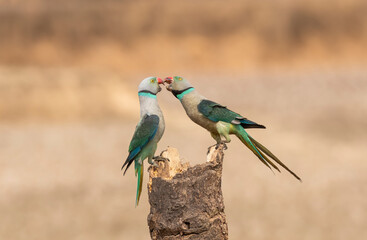 A pair of malabar parakeets fighting on a perch for a position to feed on rice paddy in the outskirts of Shivmoga, Karnataka