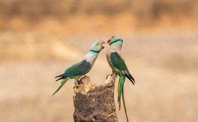 A pair of malabar parakeets fighting on a perch for a position to feed on rice paddy in the outskirts of Shivmoga, Karnataka