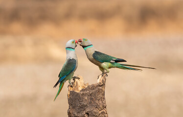 A pair of malabar parakeets fighting on a perch for a position to feed on rice paddy in the outskirts of Shivmoga, Karnataka