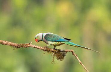 A male malabar parakeet feeding on rice grains in the paddy fields on the outskirts of Shivamooga, Karnataka