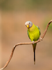 A female plum-headed parakeet perched on a tree branch and feeding on paddy seeds in the paddy fields on the outskirts of Shivamooga, Karnataka
