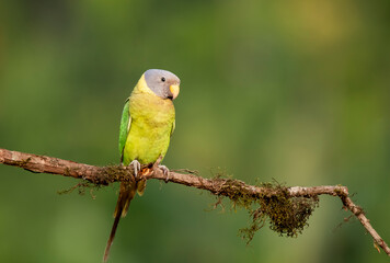 A female plum-headed parakeet perched on a tree branch and feeding on paddy seeds in the paddy fields on the outskirts of Shivamooga, Karnataka