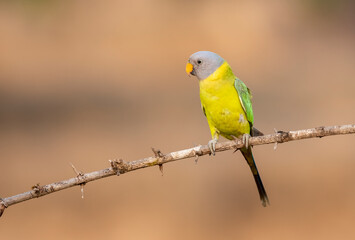 A female plum-headed parakeet perched on a tree branch and feeding on paddy seeds in the paddy fields on the outskirts of Shivamooga, Karnataka