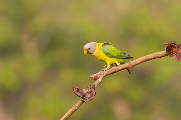 A female plum-headed parakeet perched on a tree branch and feeding on paddy seeds in the paddy fields on the outskirts of Shivamooga, Karnataka