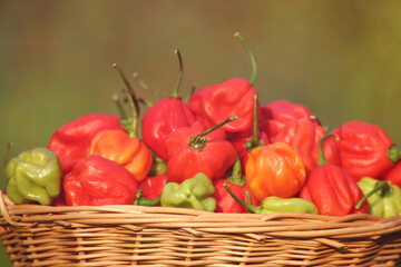 Basket of Fresh Organic Habanero Peppers Outdoors