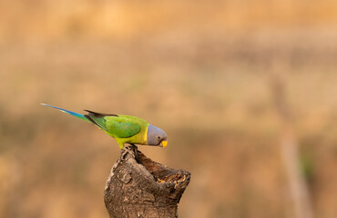 A female plum-headed parakeet perched on a tree branch and feeding on paddy seeds in the paddy fields on the outskirts of Shivamooga, Karnataka