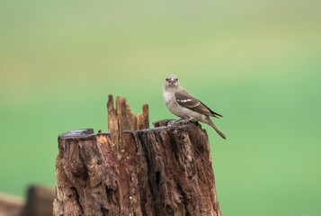 A yellow-throated sparrow feeding on rice paddy seeds in the paddy fields on the outskirts of Shivamooga, Karnataka