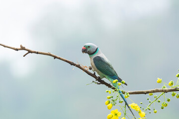 A male malabar parakeet feeding on rice grains in the paddy fields on the outskirts of Shivamooga, Karnataka