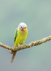 A female plum-headed parakeet perched on a tree branch and feeding on paddy seeds in the paddy fields on the outskirts of Shivamooga, Karnataka