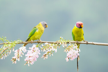 A pair of plum-headed parakeet perched on a tree branch and feeding on paddy seeds in the paddy fields on the outskirts of Shivamooga, Karnataka