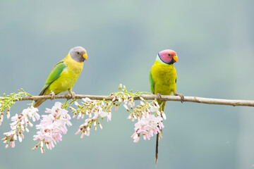 A pair of plum-headed parakeet perched on a tree branch and feeding on paddy seeds in the paddy fields on the outskirts of Shivamooga, Karnataka