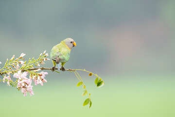 A female plum-headed parakeet perched on a tree branch and feeding on paddy seeds in the paddy fields on the outskirts of Shivamooga, Karnataka