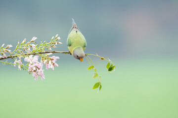 A female plum-headed parakeet perched on a tree branch and feeding on paddy seeds in the paddy fields on the outskirts of Shivamooga, Karnataka