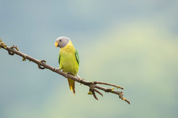 A female plum-headed parakeet perched on a tree branch and feeding on paddy seeds in the paddy fields on the outskirts of Shivamooga, Karnataka