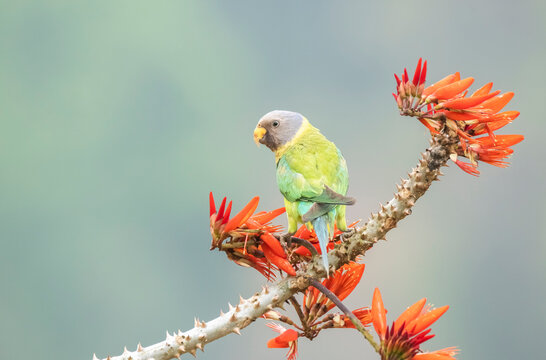 A female plum-headed parakeet perched on a tree branch and feeding on paddy seeds in the paddy fields on the outskirts of Shivamooga, Karnataka