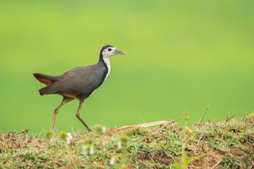 Obraz premium A white breasted waterhen feeding on rice paddy on the edges of a paddy field on the outskirts of Shivamooga, Karnataka