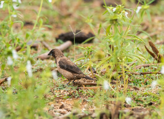 A black throated munia feeding on paddy grains on the ground near a paddy field on the outskirts of Shivamooga, Karnataka