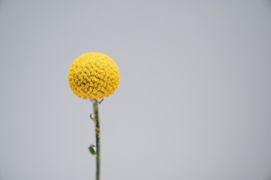 Round, Yellow And Cute Billy Button Flowers