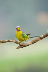 A female plum-headed parakeet perched on a tree branch and feeding on paddy seeds in the paddy fields on the outskirts of Shivamooga, Karnataka