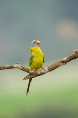 A female plum-headed parakeet perched on a tree branch and feeding on paddy seeds in the paddy fields on the outskirts of Shivamooga, Karnataka