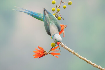 A male malabar parakeet feeding on rice grains in the paddy fields on the outskirts of Shivamooga, Karnataka