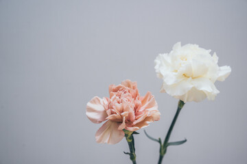 Two pink and white carnations for Mother's Day