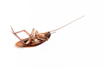 dead cockroach on white isolated background