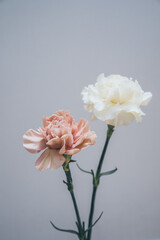 Two pink and white carnations for Mother's Day