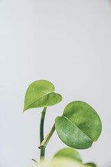 Heart-shaped green leaves, natural beauty wallpapers