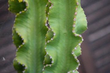 Cactus