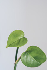 Fototapeta premium Heart-shaped green leaves, natural beauty wallpapers