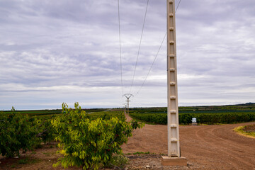 Lineas electricas en el campo de cerezos
