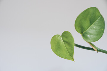 Heart-shaped green leaves, natural beauty wallpapers