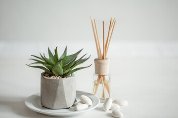 A minimalistic composition with aroma sticks and a house plant.