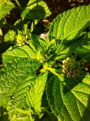 green leaves background