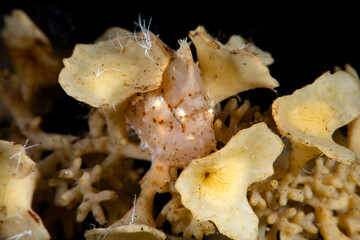 A rare Sargassum Frogfish - Histrio histrio. Underwater world of Tulamben, Bali, Indonesia.	