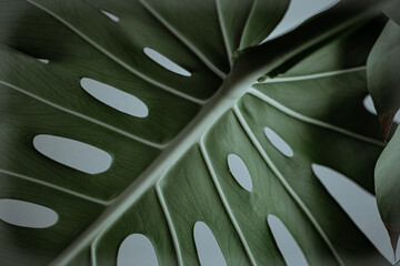 Fototapeta na wymiar Close-up of textured beautiful natural monstera leaves.