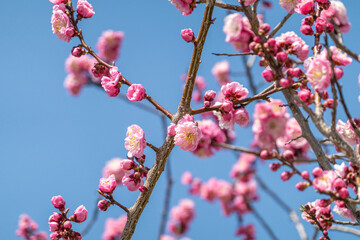 梅の花と青空