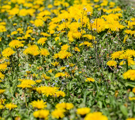 Obraz premium Close-up of a field of yellow dandelions.