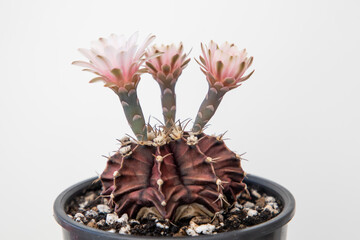 Cactus flowers that bloom in May