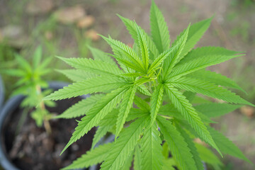 Organic marijuana or cannabis growth in the greenhouse close up. 