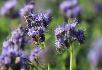 phacélie et butinage