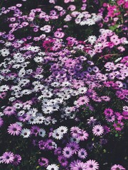 Obraz premium Pink and white Daises 