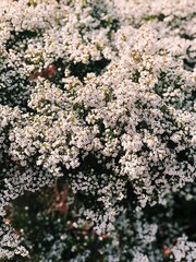 White floral bush