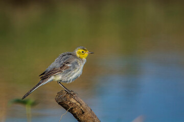 Fototapeta premium Citrine Wagtail (Motacilla citreola) sits on a stick. seen in a India. 