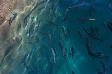 Trout farm. South of Argentina.
